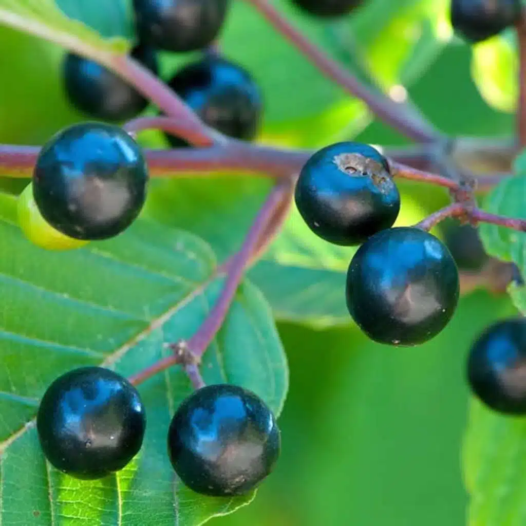 Is Sprouted Bread Bad For You, Can Weed Help You Sleep Better, How To Fix Damage From Birth Control Pills and More!