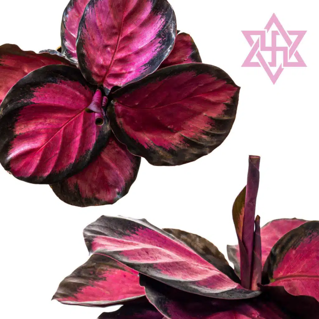No Luhv Calathea
