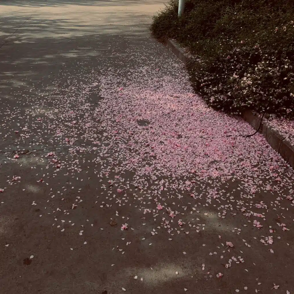 泪海