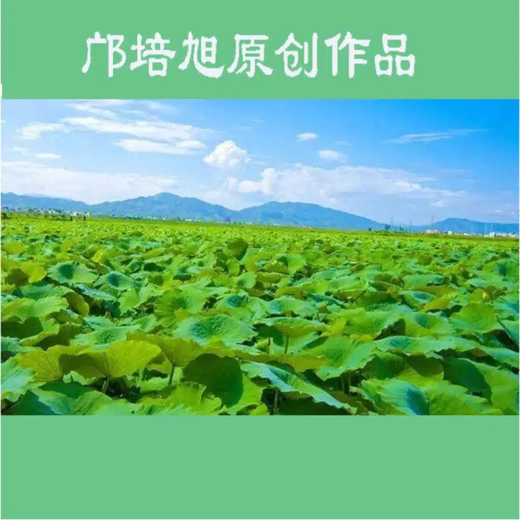 燃烧的思念