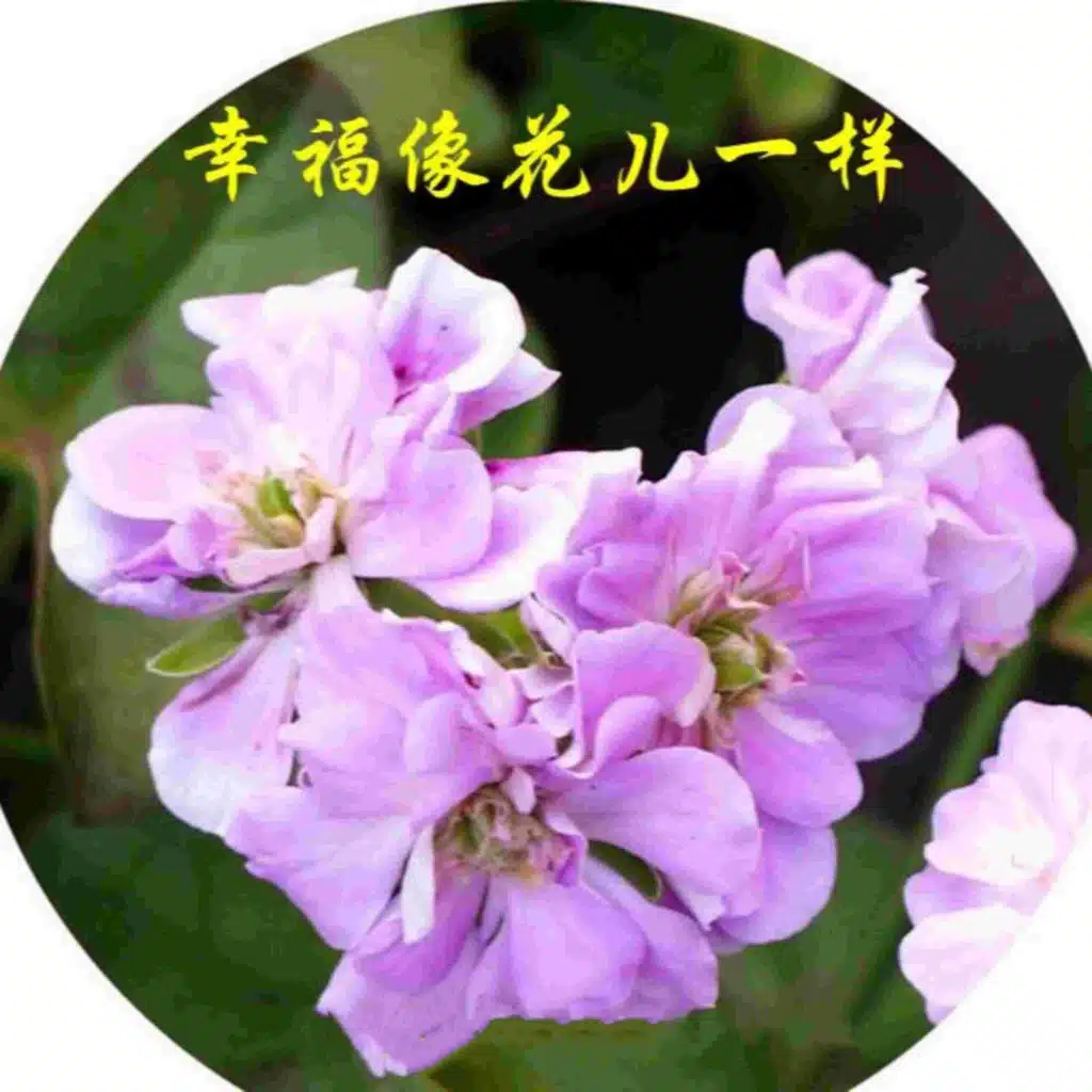 山乡秋 (陶笛独奏版)