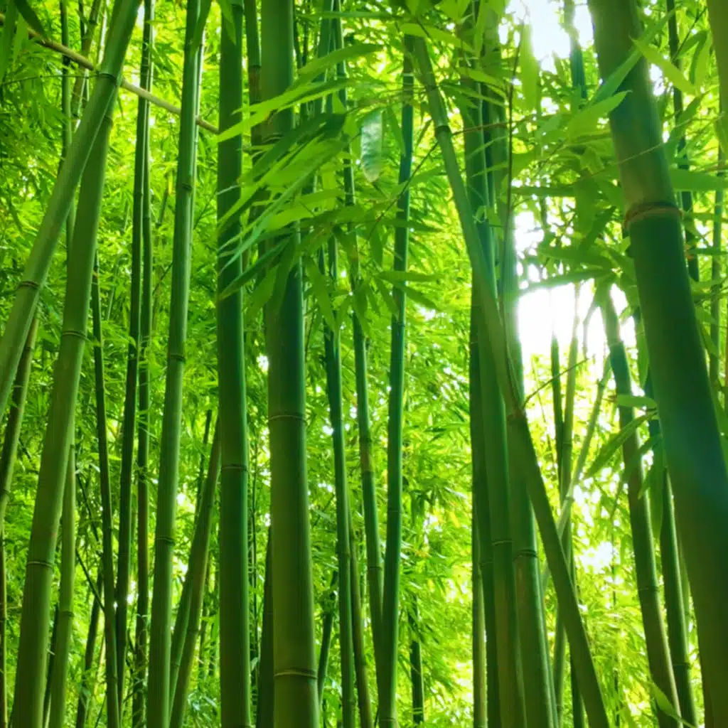 12 Hours Bamboo Forest Wind Sounds | White Noise for Studying, Sleeping, Relaxation