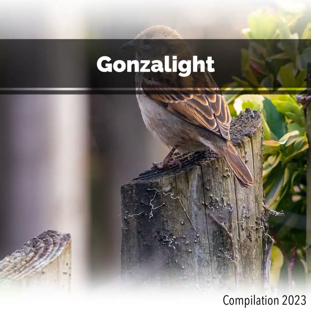 Gonzalight Compilation 2023