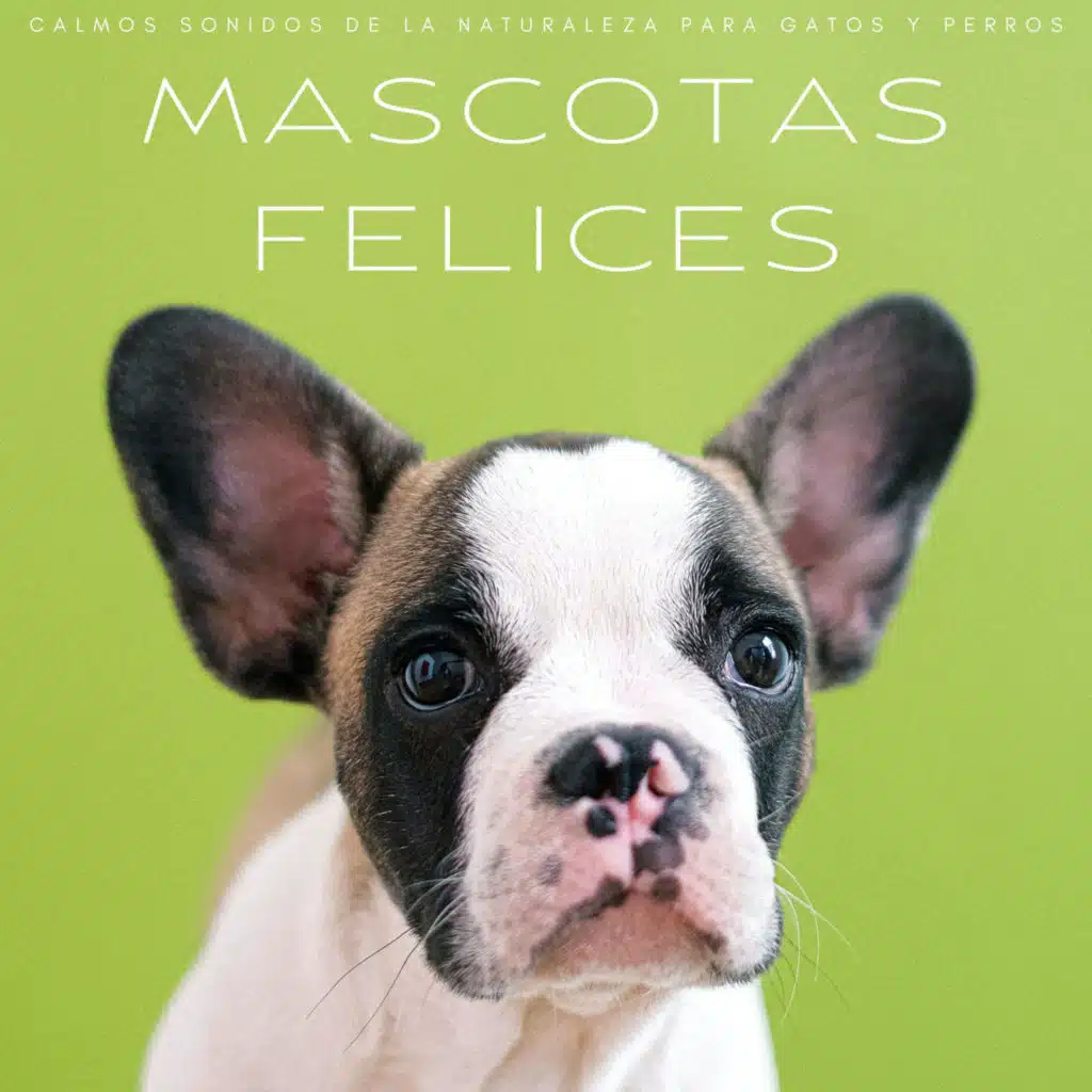 Música Para Perros!