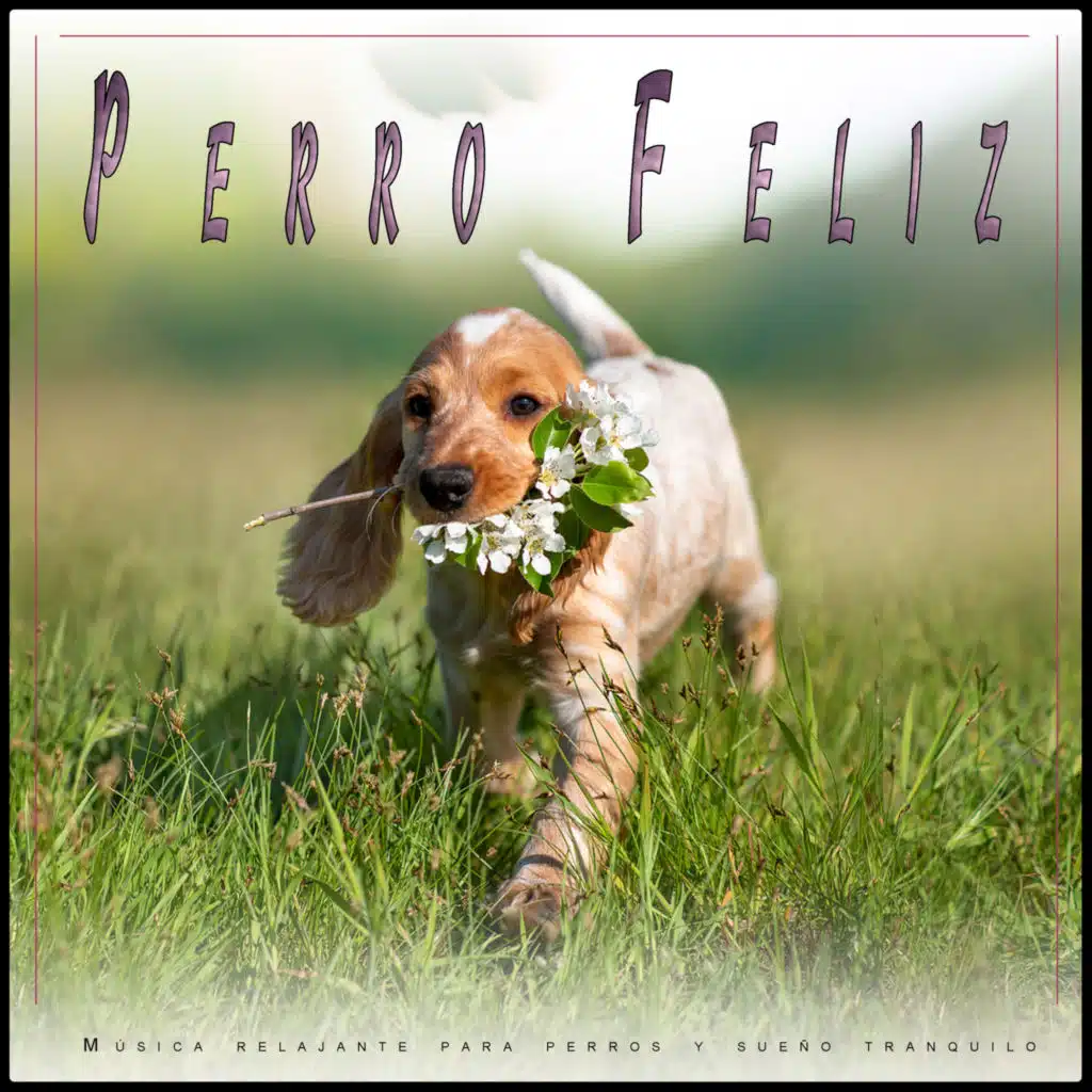 Perro Feliz: Música relajante para perros y sueño tranquilo