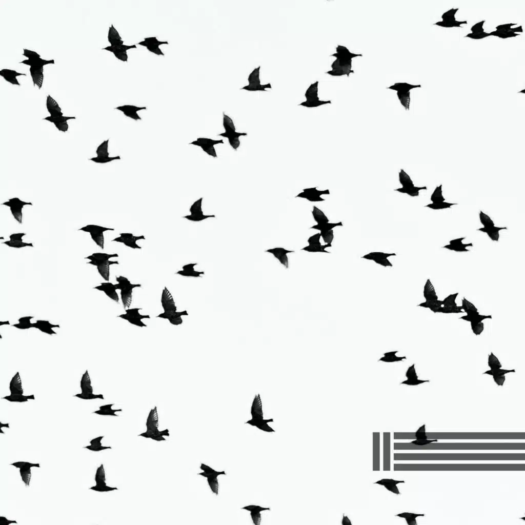 Birds In The Forest & Sounds of Nature Zone