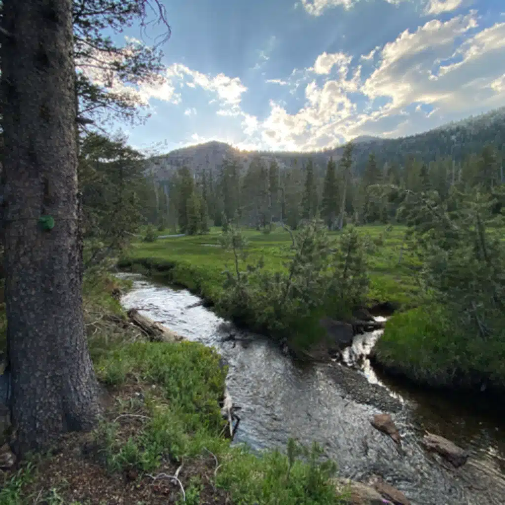 147: Tree Ears- From Night To Morning Beside Stream And Meadow In The Valley Of The North Fork Of The Sacramento River