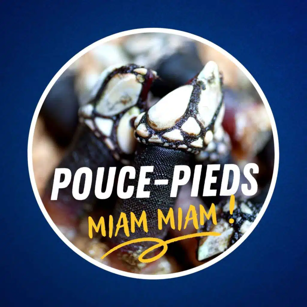 Qu'est-ce que le pouce-pied ?