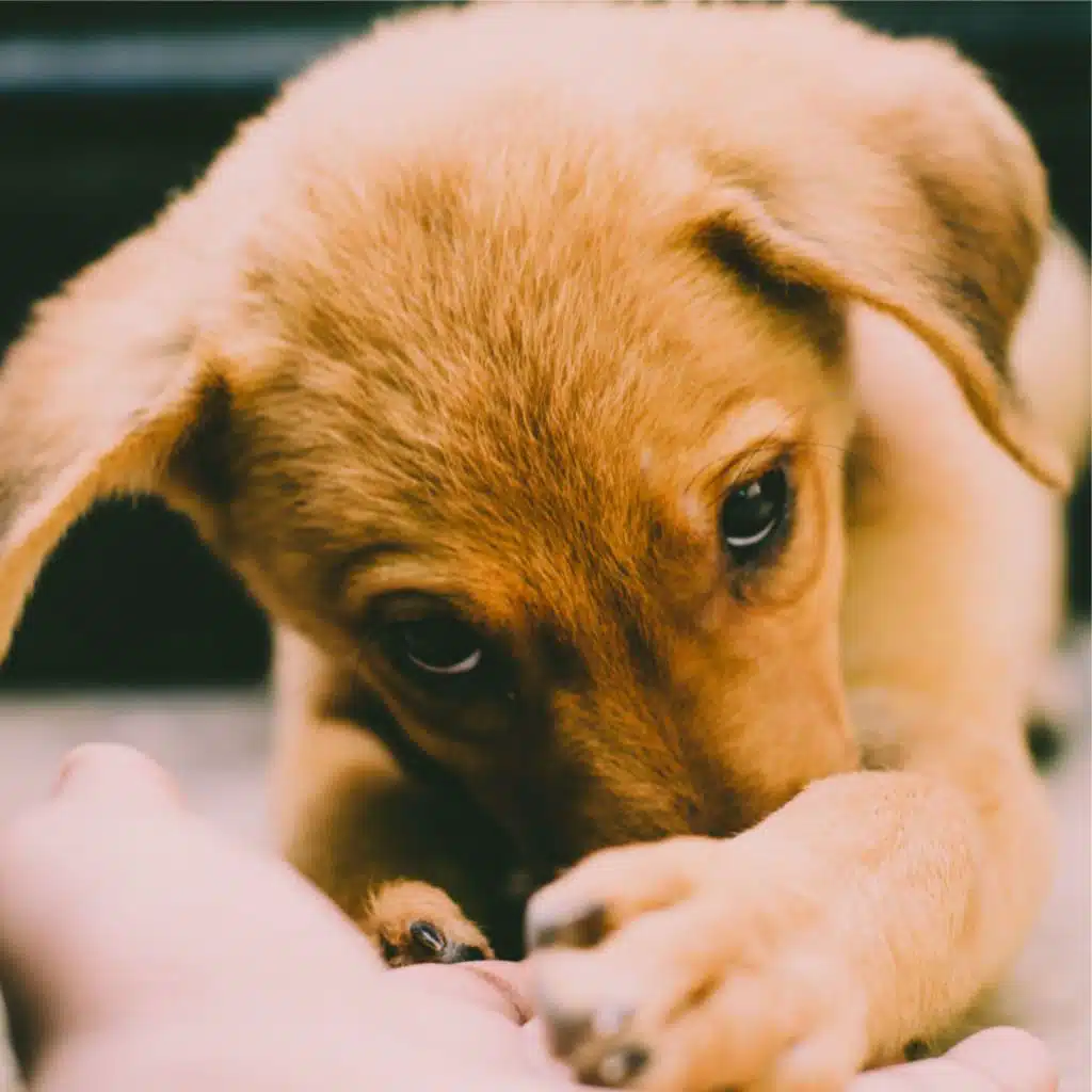 Tides of Delta Waves