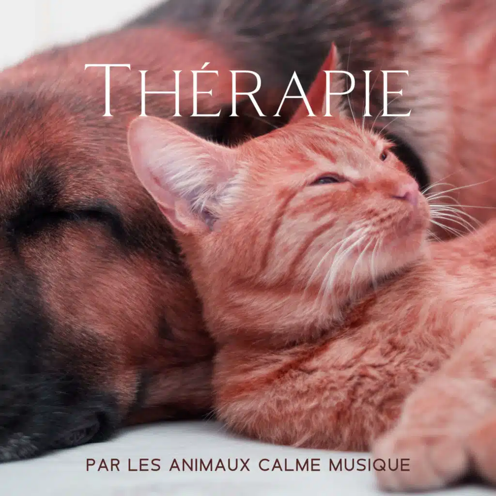 Thérapie par les animaux Calme Musique: Chansons pour chiens et chats