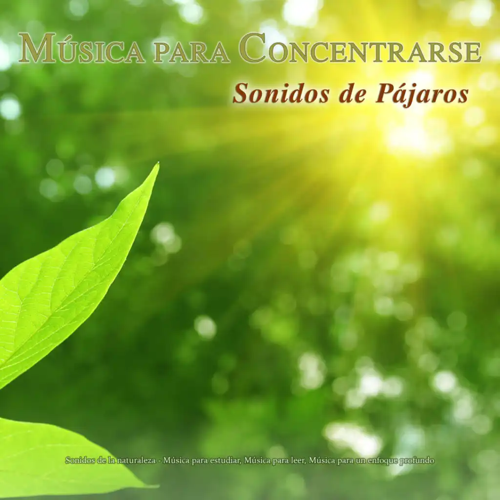 Musica Para Concentrarse - Sonidos de pájaros y sonidos de la naturaleza - Música para estudiar, música para leer, música para un enfoque profundo y música para relajarse