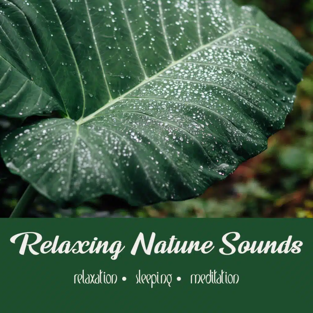 Gentle Indonesian Rain with Cicadas | One Hour