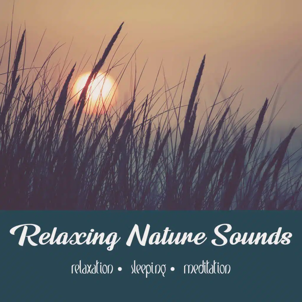 Coqui Frogs At Sunset | One Hour