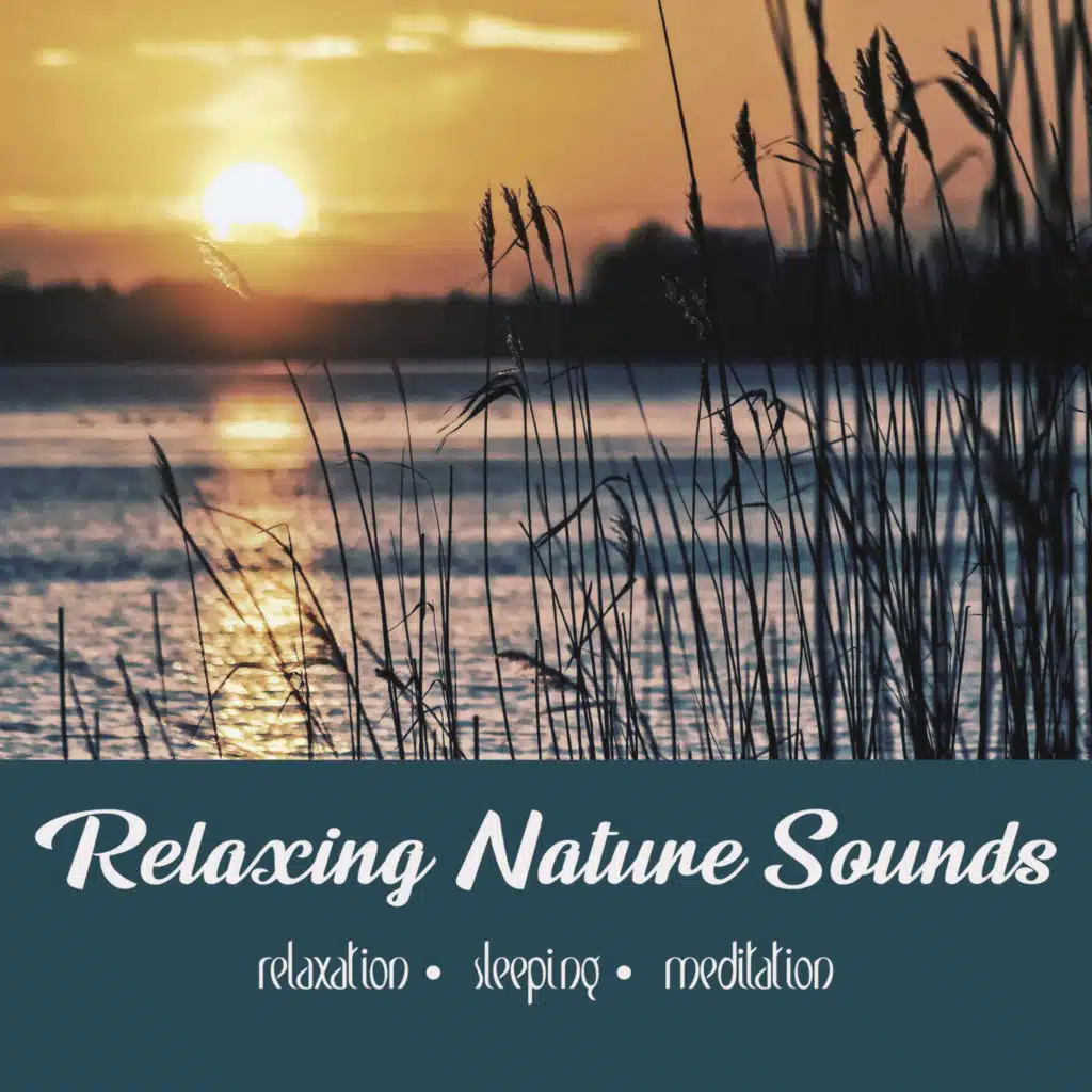 Night Chorus | 1 Hour