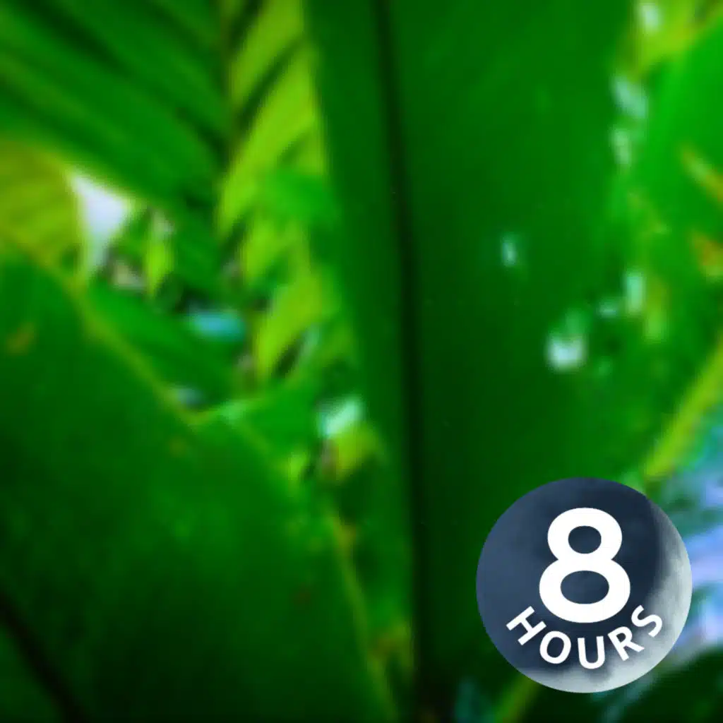 Rainforest Rain Sounds for Relaxation 8 Hours | Sleep or Study | White Noise