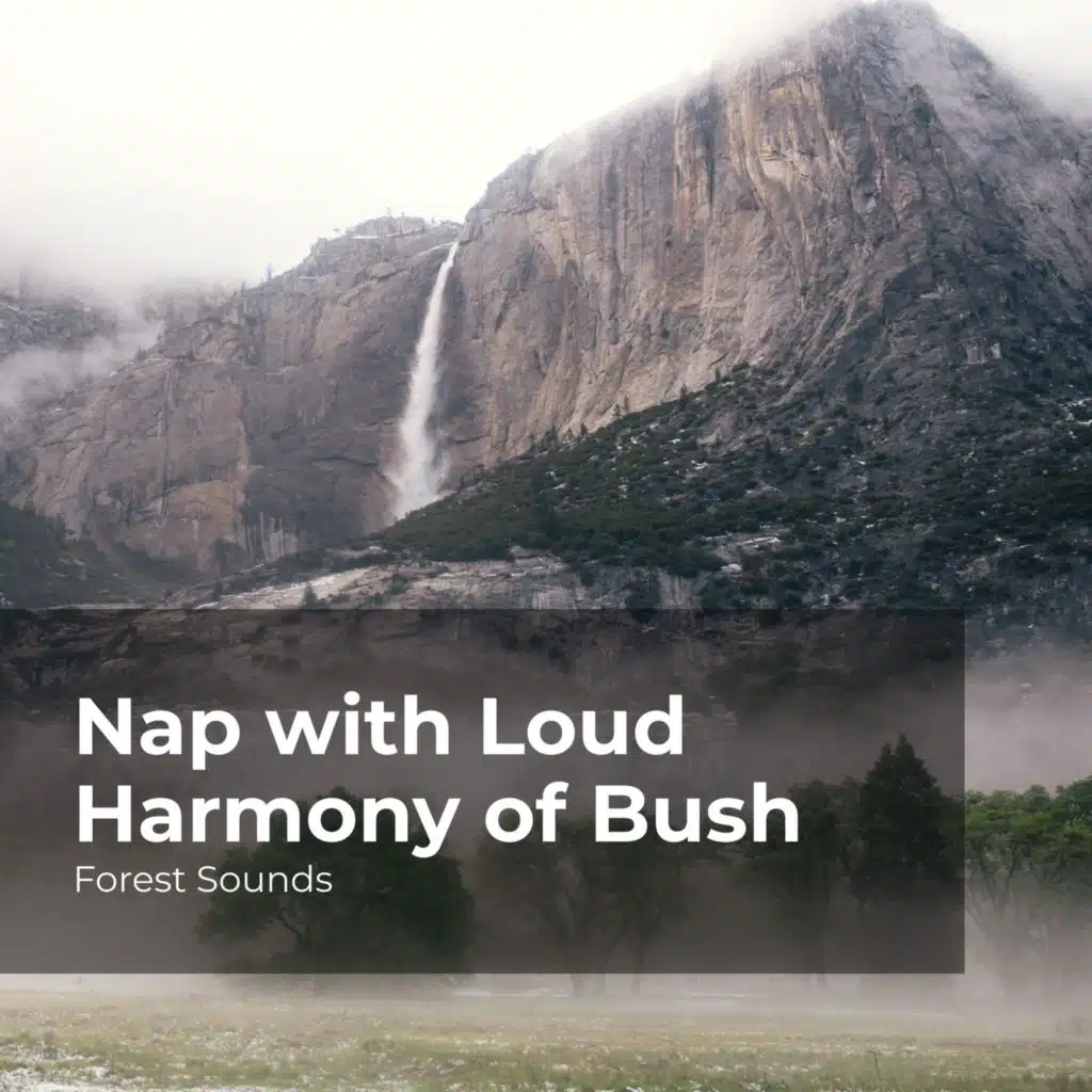 Forest Sounds, Ambient Forest & Rainforest Sounds