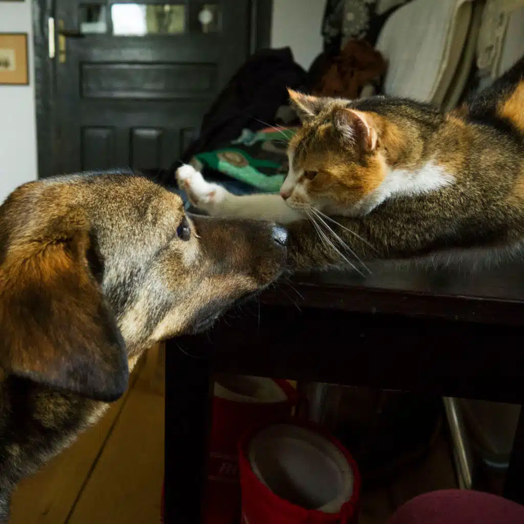 Whiskers and Jazz Serenade: Rhythmic Tales for Pets