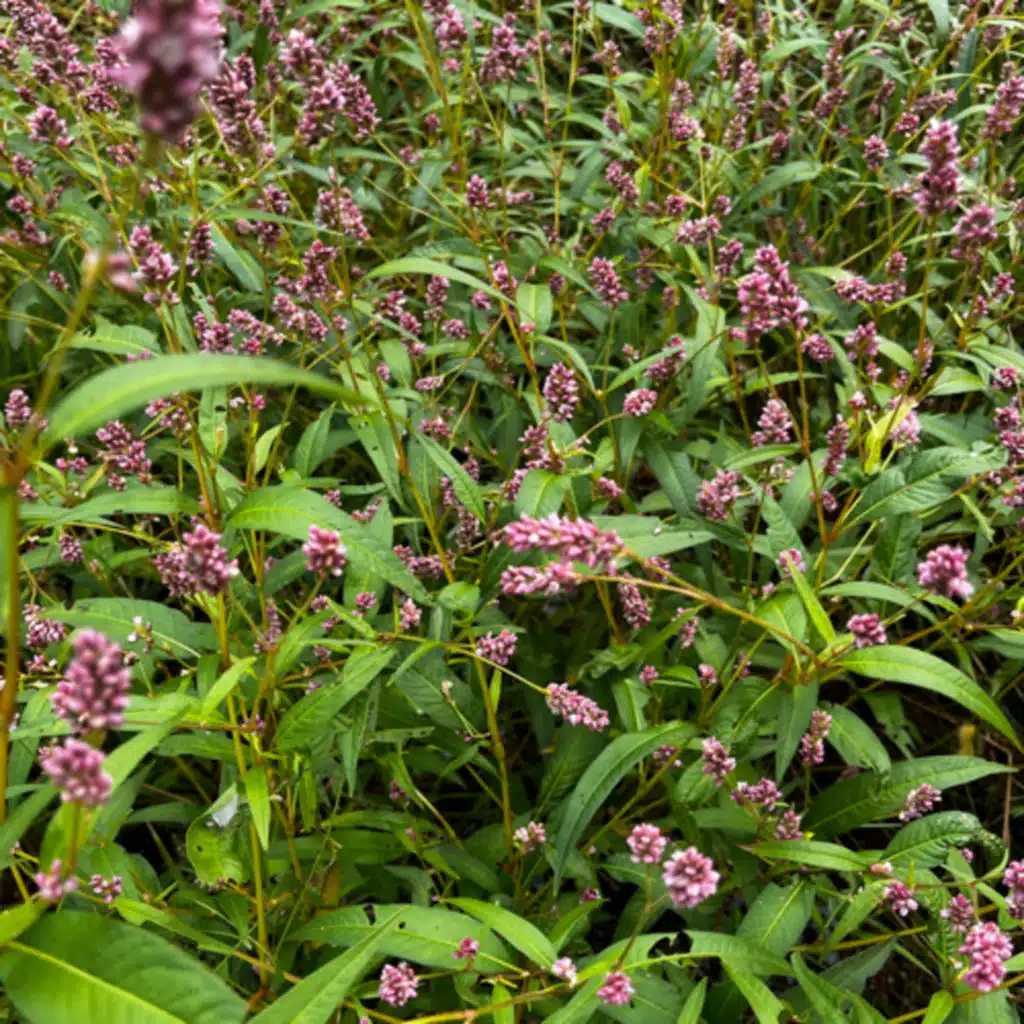 Why’s my horse eating that? 