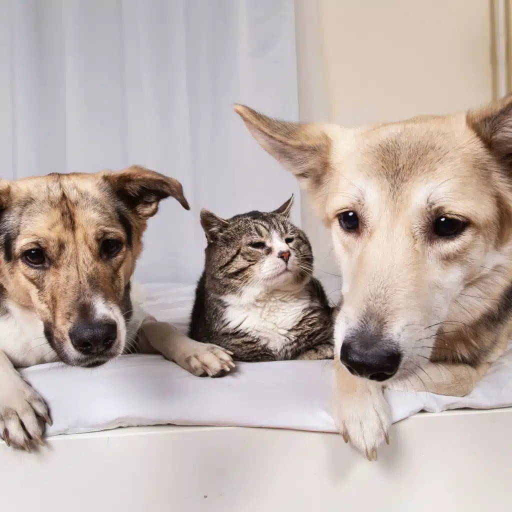 Pet Retreat: Peaceful White Noise for Animals