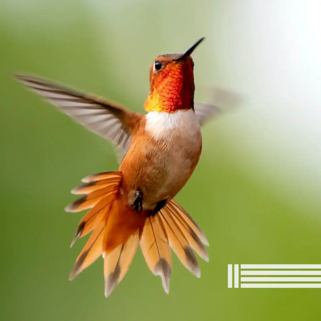 Birds In The Forest, Sounds of Nature Zone & Forest Sounds