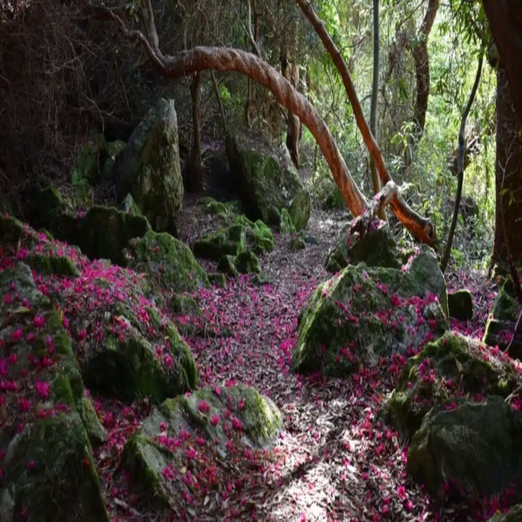 Gaelic Woodland Project