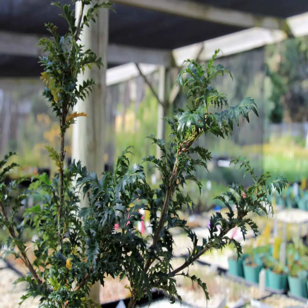 Self Improvement: Clone wars - how plants reproduce asexually