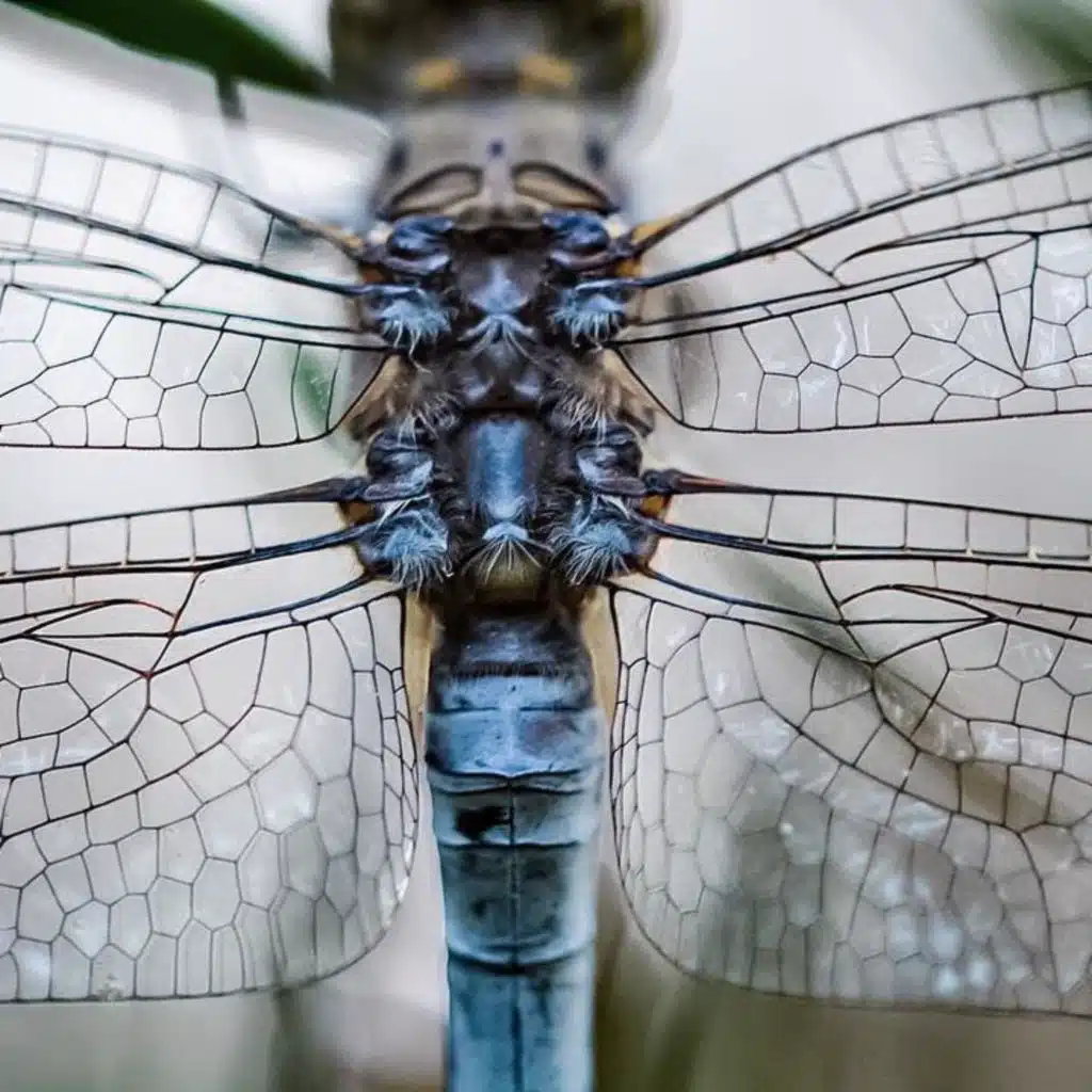 Self Improvement: Invertebrate Mythology