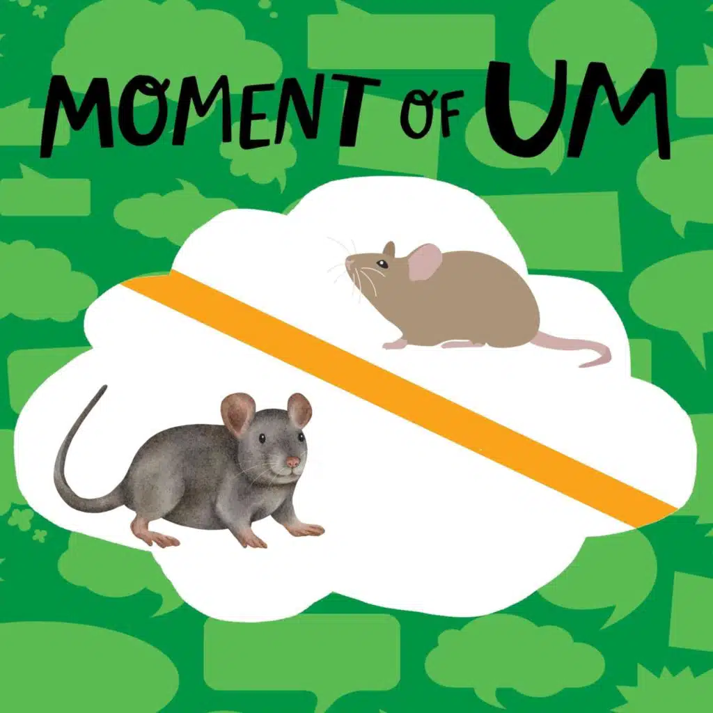 What’s the difference between mice and rats?