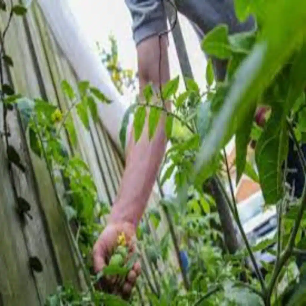 Summer rain veggie crops