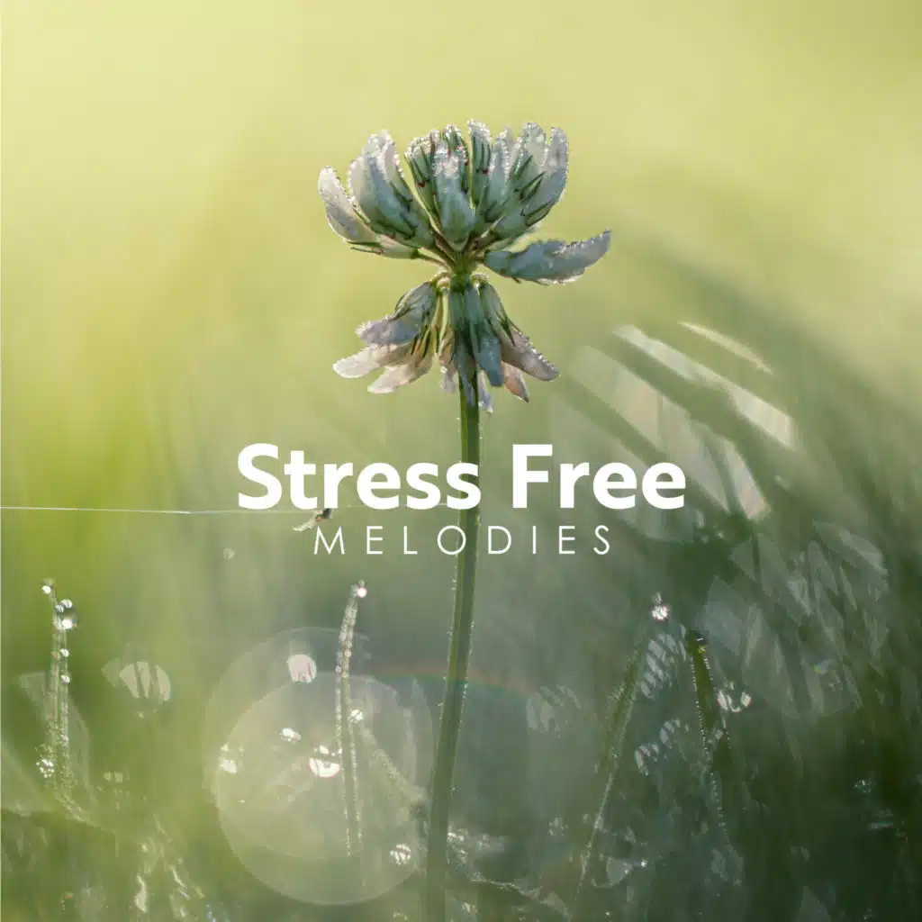 Calming Music Sanctuary & Relaxing Zen Music Ensemble