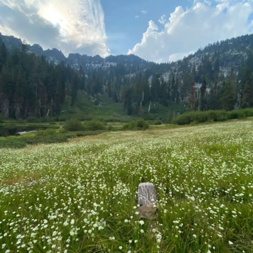 Bonus! Russian Wilderness- Buzzing Meadow Morning