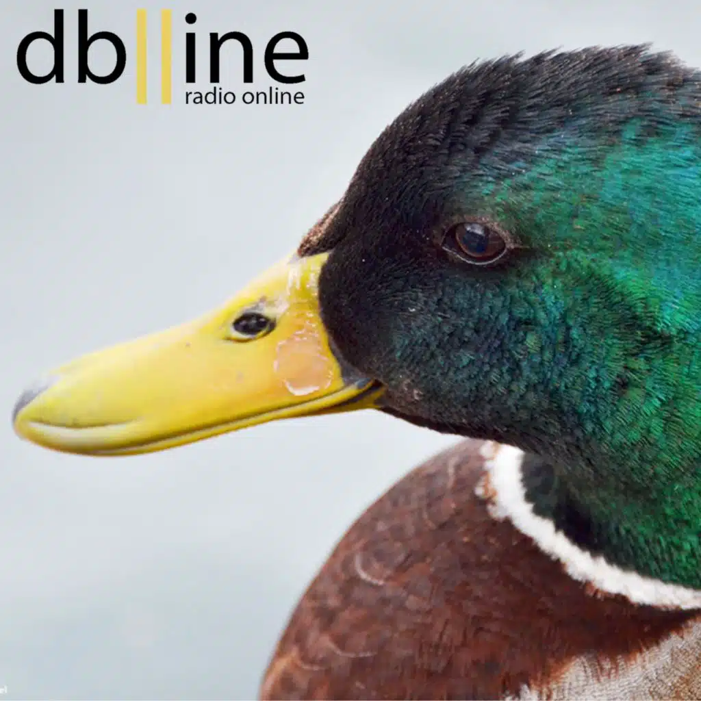Doubleline Podcast