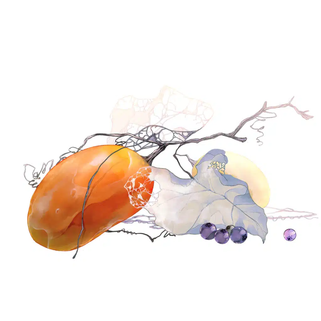 Kago no Naka ni Tori