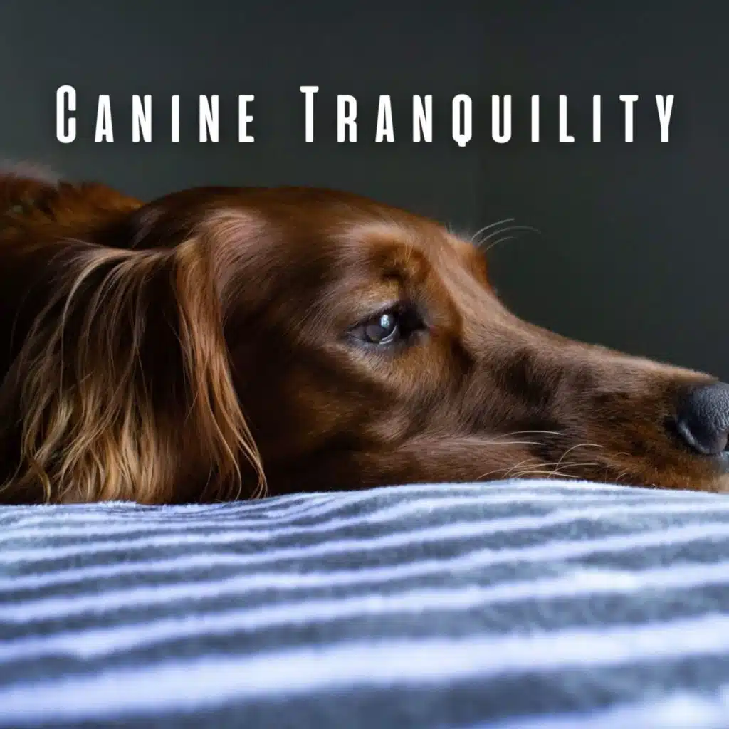 Chill Canine Harmony