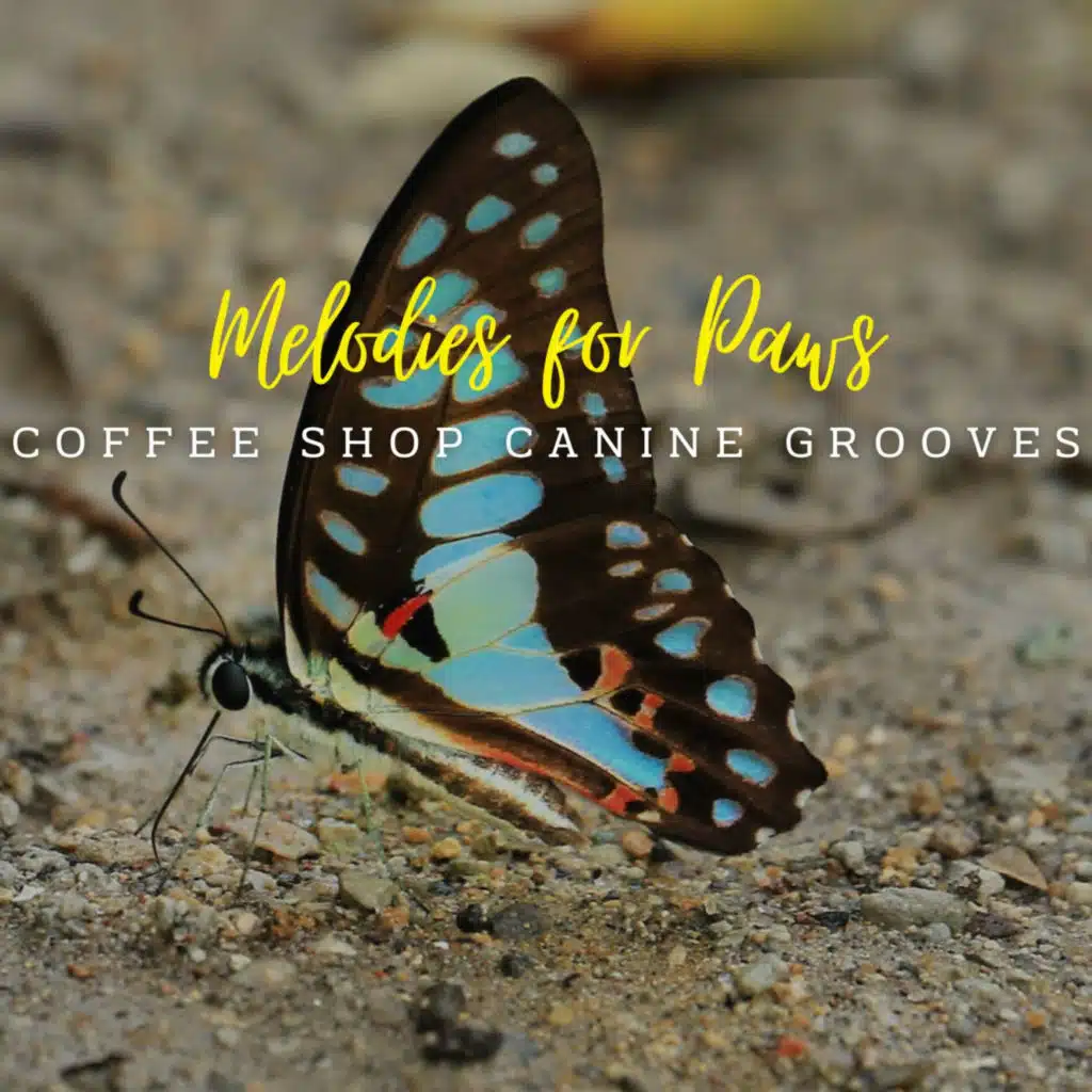 Dreamy Jazz Doggy Delight