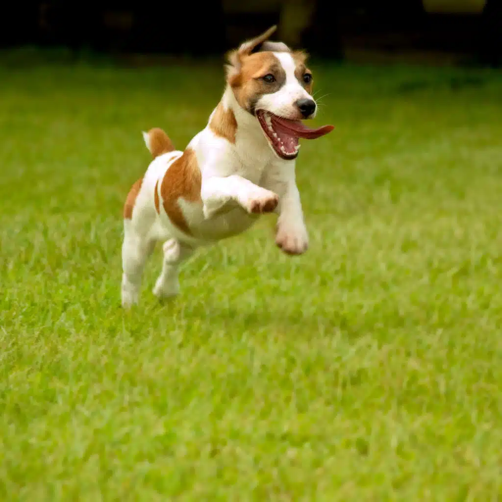 Binaural Sounds for Energetic Dog Activities by the Fire
