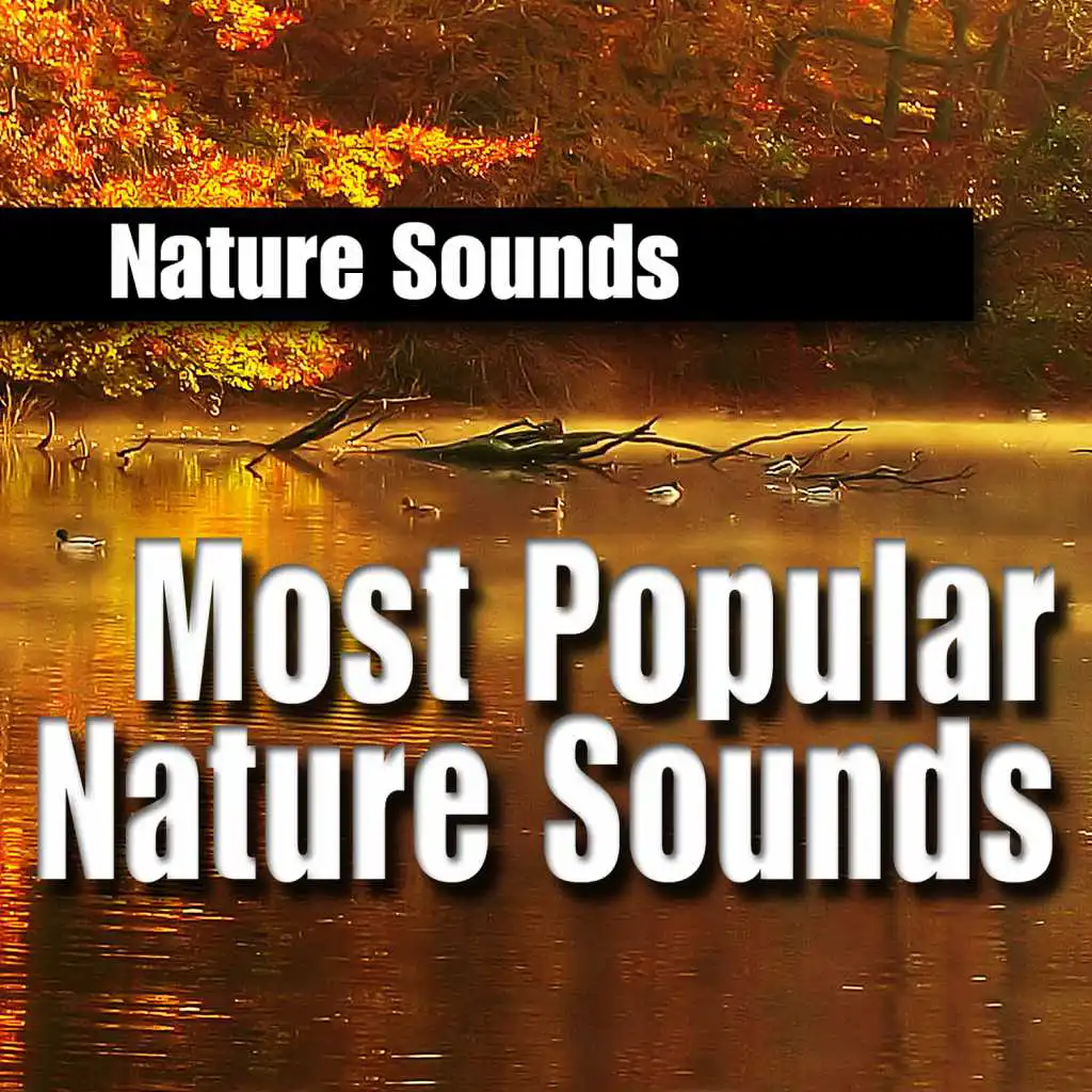 Most Popular Nature Sounds