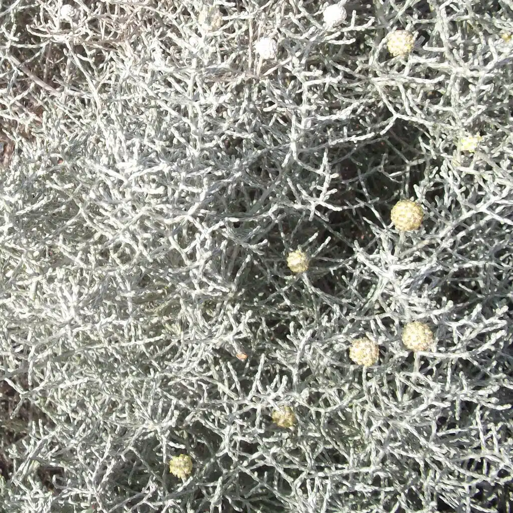 Used (Mattias Fridell Remix)