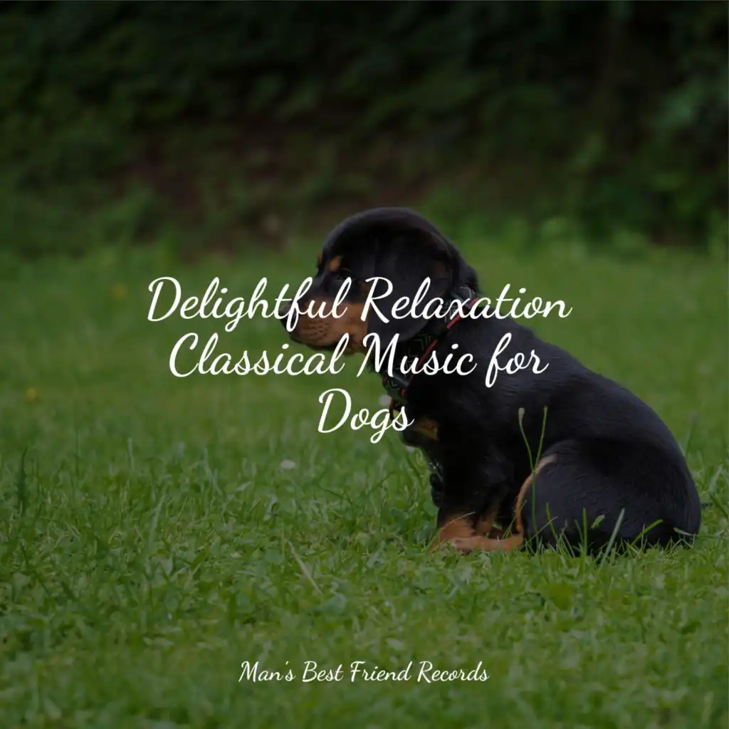 Delightful Relaxation Classical Music for Dogs