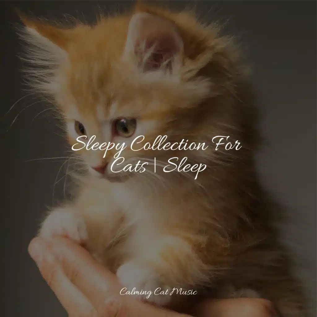 Sleepy Collection For Cats | Sleep