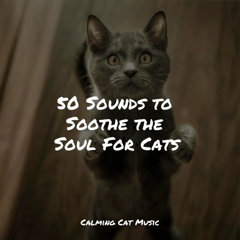 50 Sounds to Soothe the Soul For Cats