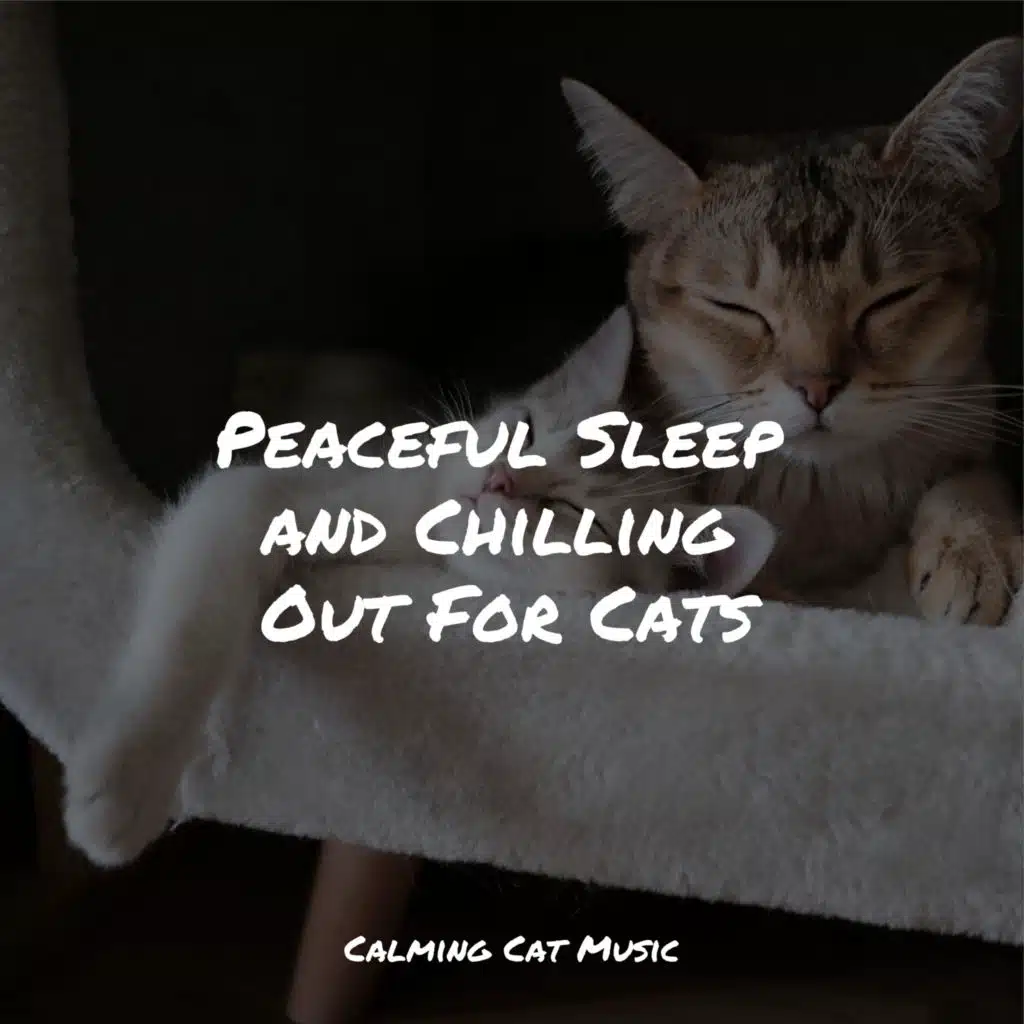 Peaceful Sleep and Chilling Out For Cats