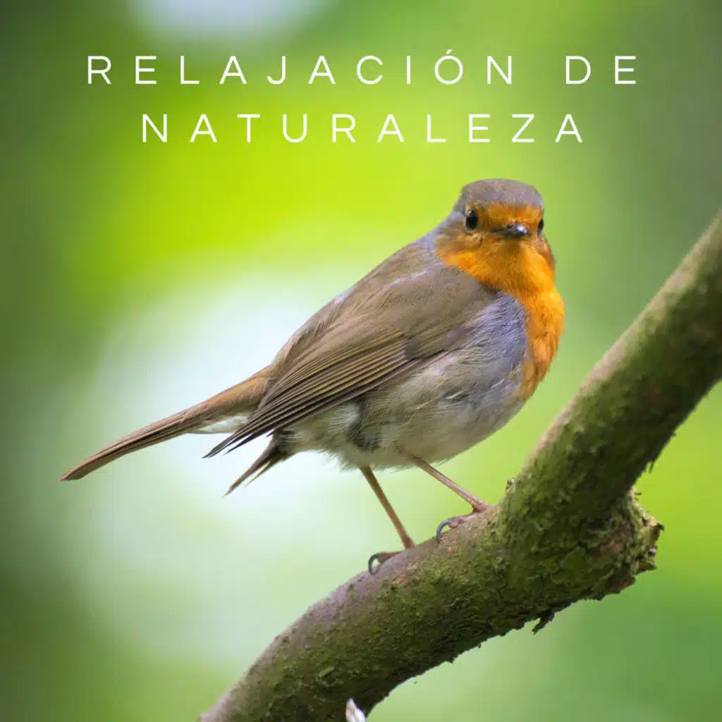 Relajación De Naturaleza: Ambiente De Pájaros Cantando