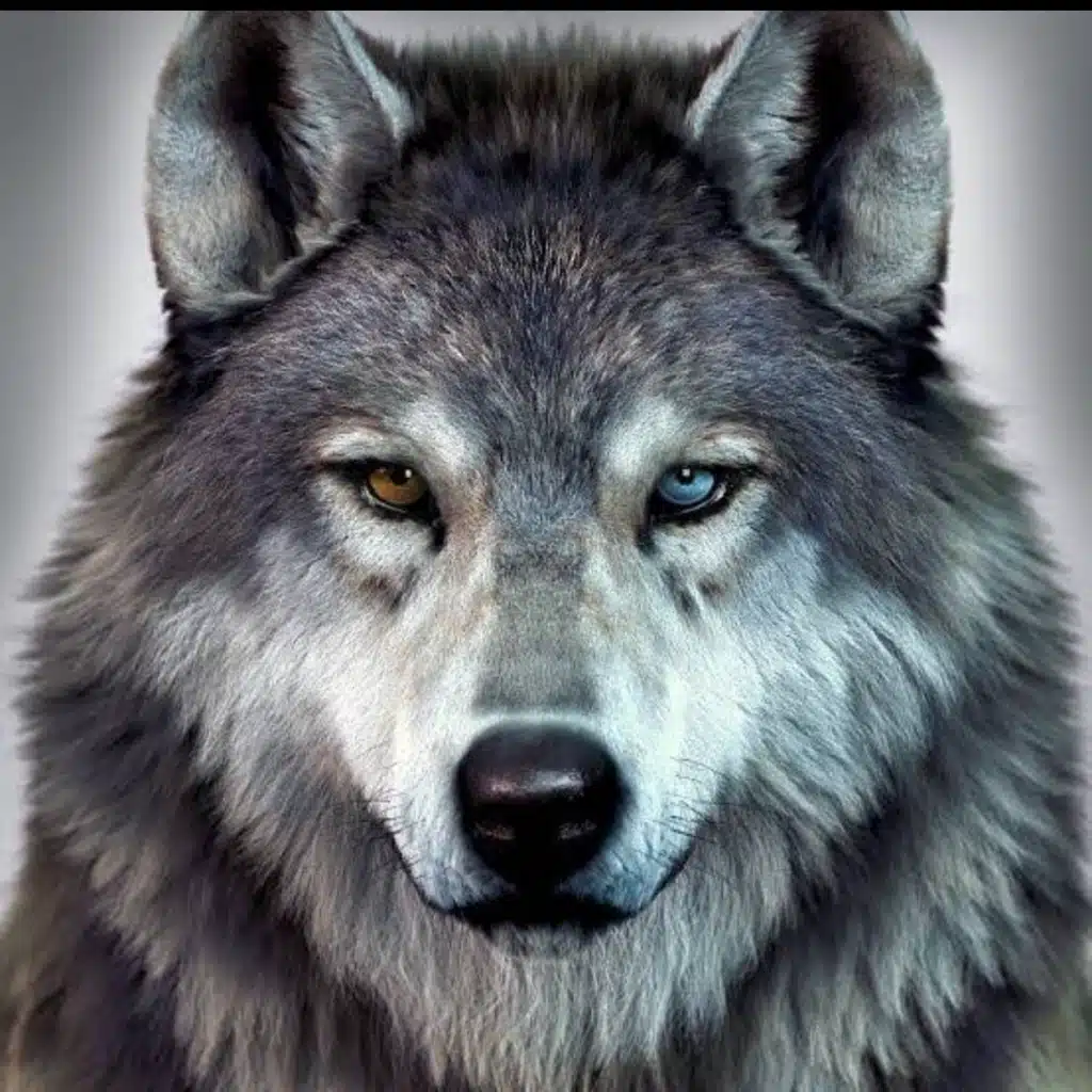   ‏The ‎wolf