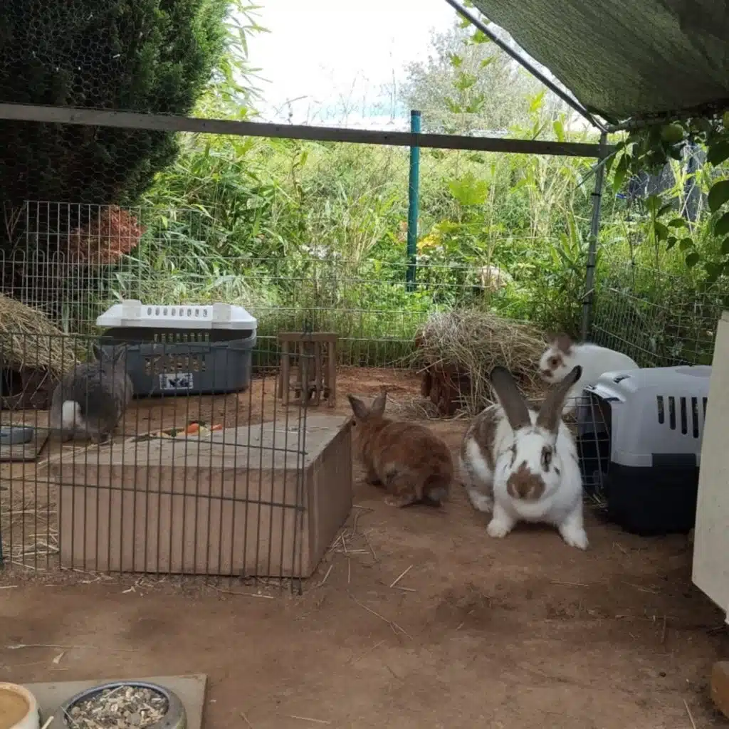 Life- bzw Tierupdate 