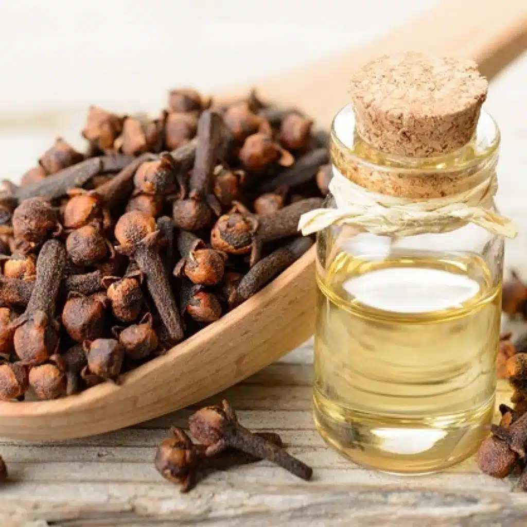 القرنفل يحسن الجهاز المناعي