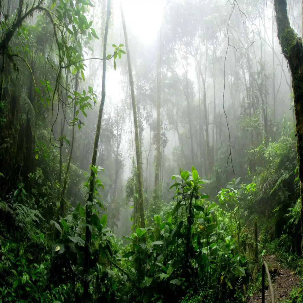 Calming Rainforest Sounds