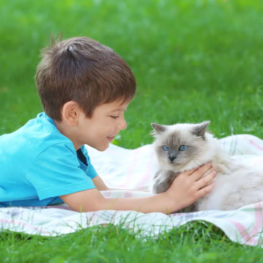Jazz Cat Companionship