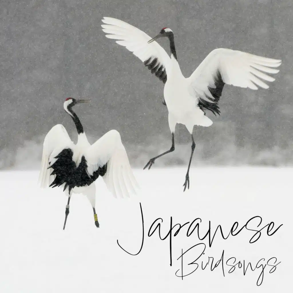 Japanese Birdsongs