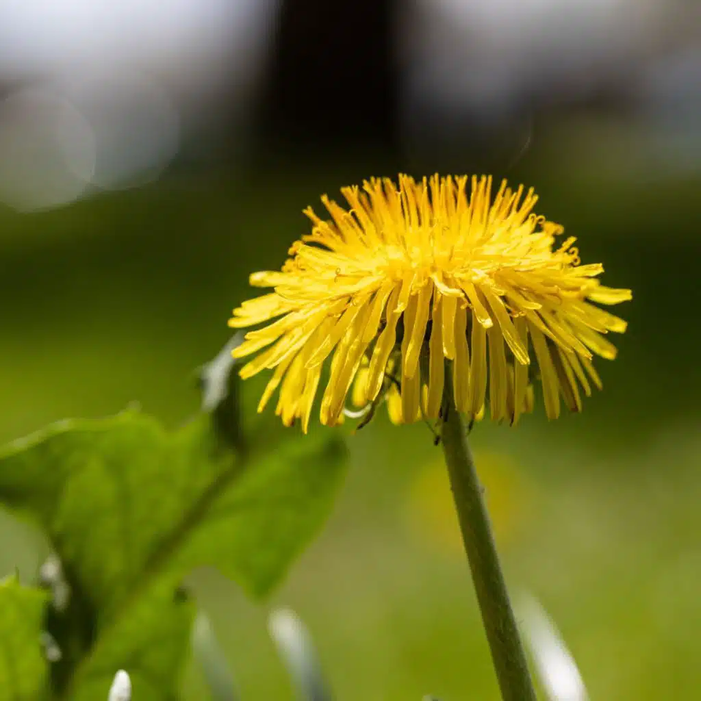 Was heißt hier Unkraut!? Alles Natur